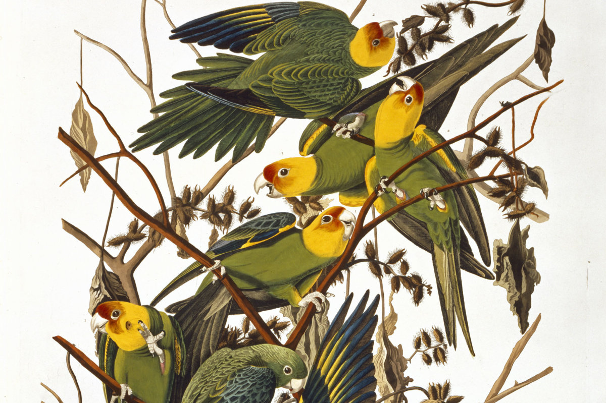 Audubon's Sketch of Carolina Parakeet