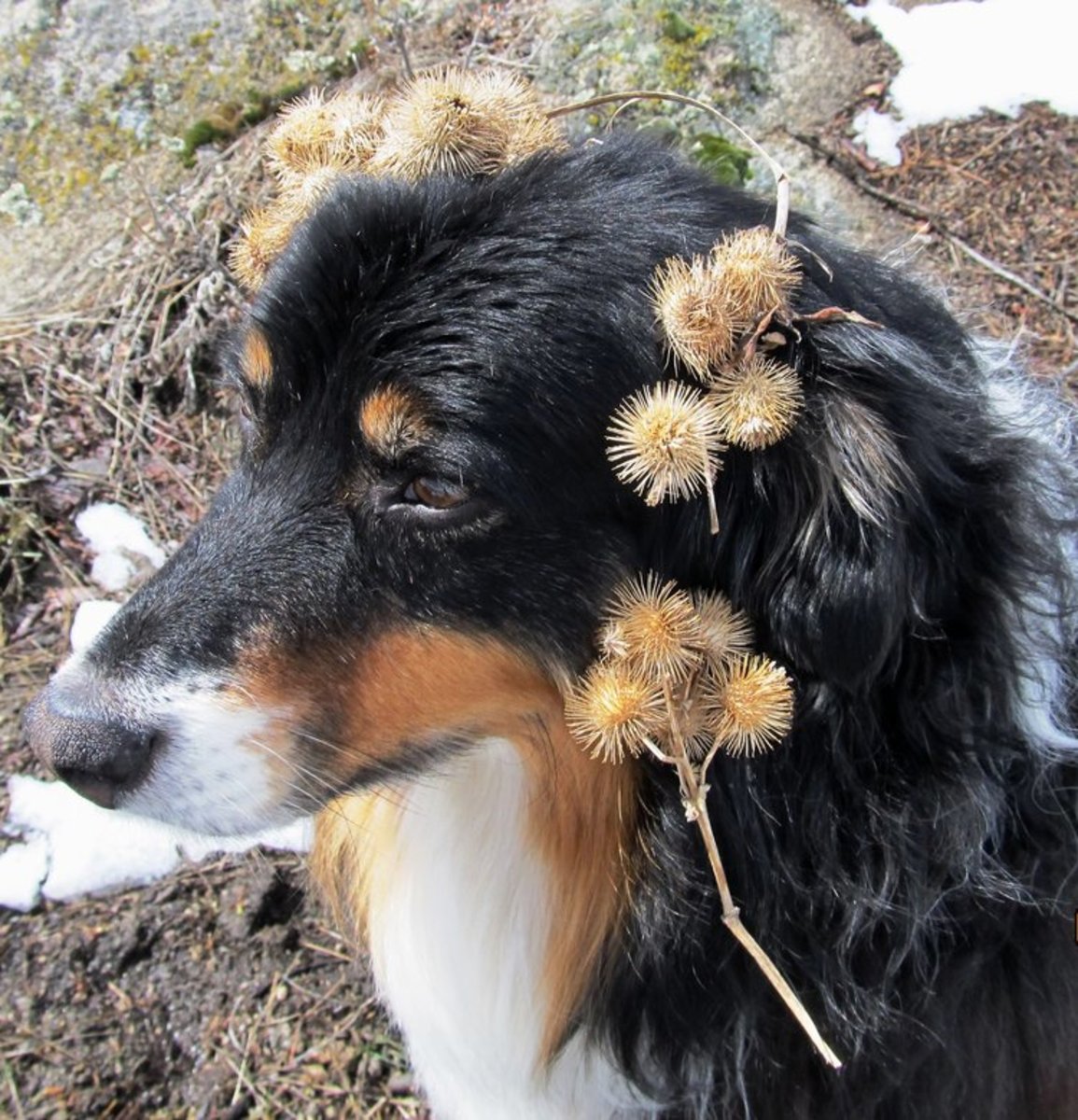 Dog covered With Cockleburs