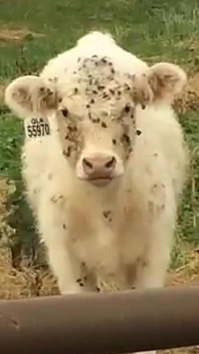 Cow Covered In Cockleburs