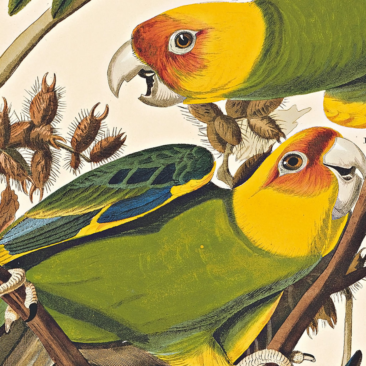 Birds; Extinct And Endangered - Hubpages