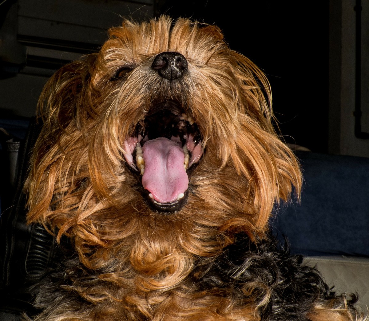 Learn about the causes of coughing in dogs and how your vet might diagnose
and treat it.