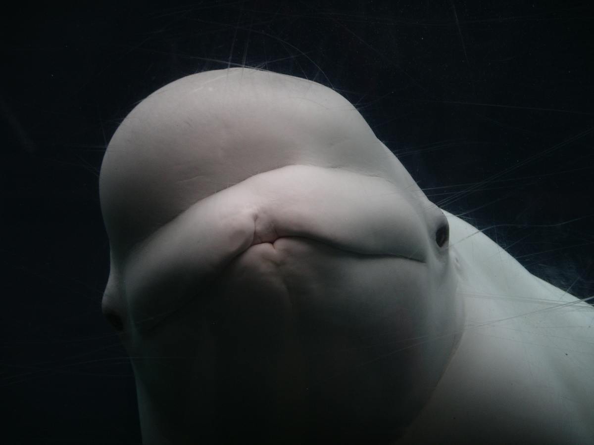 Operation Beluga: The Heroic Whale Rescue by Russians