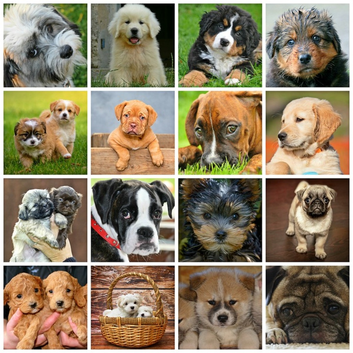 Top 10 Best Dog Breeds To Own With Family And Kids HubPages
