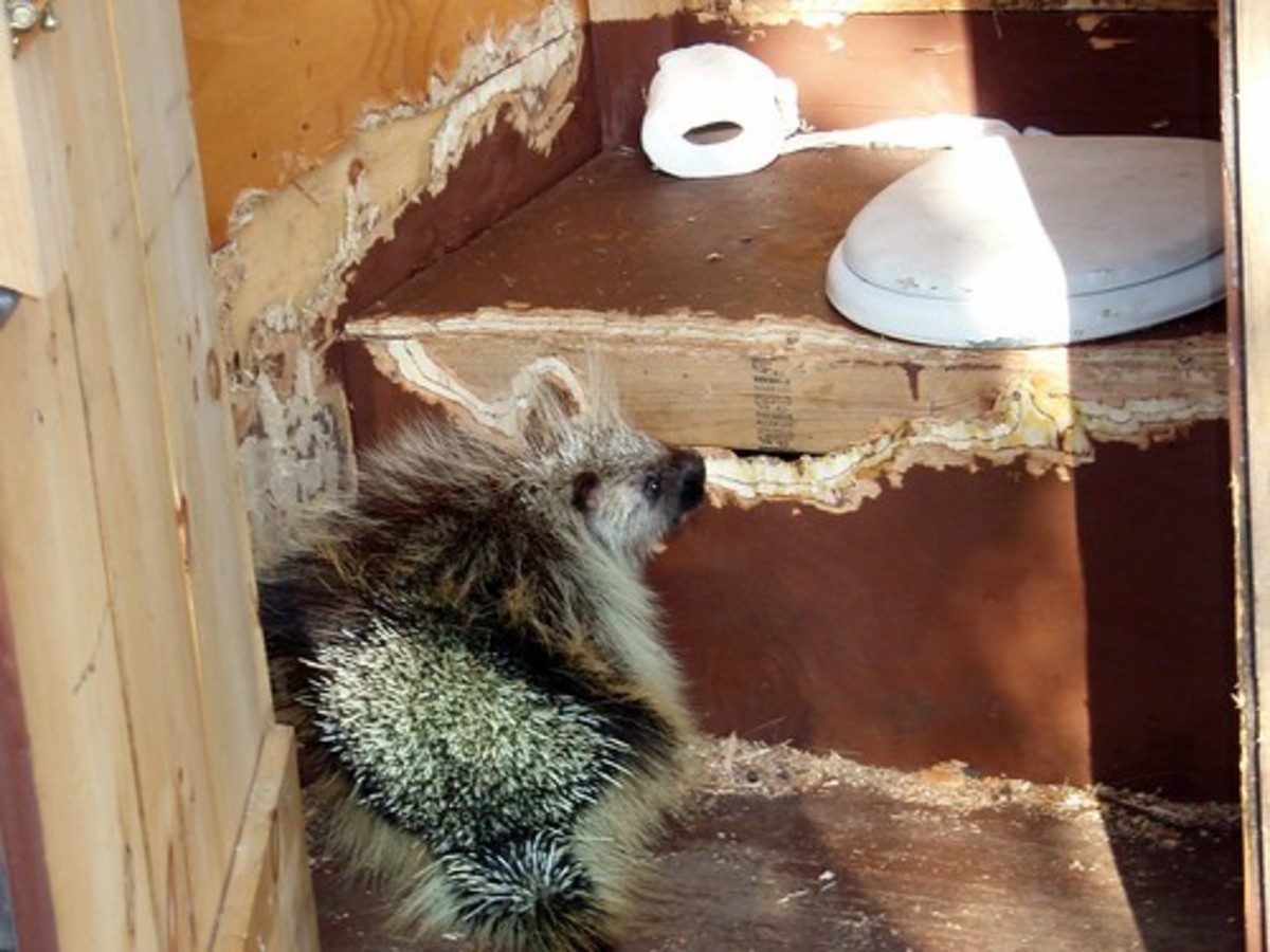Porcupines are frequent visitors of the the infamous thunder hut. 