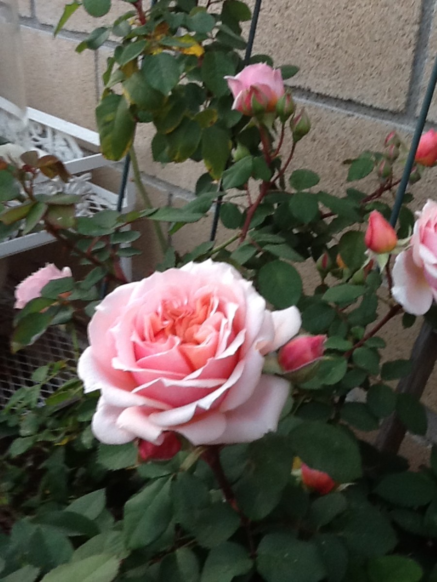 the-paul-bocuse-rose