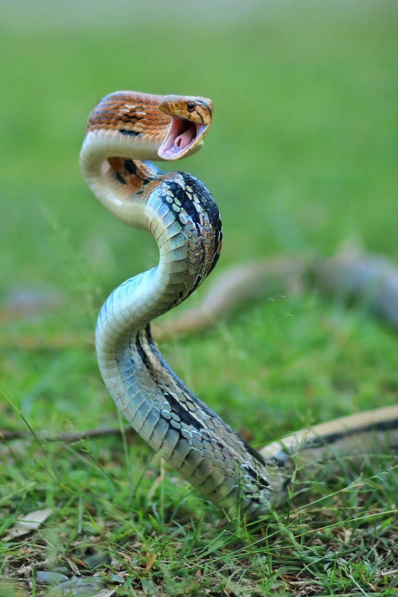 Deadly snake prepares to strike.