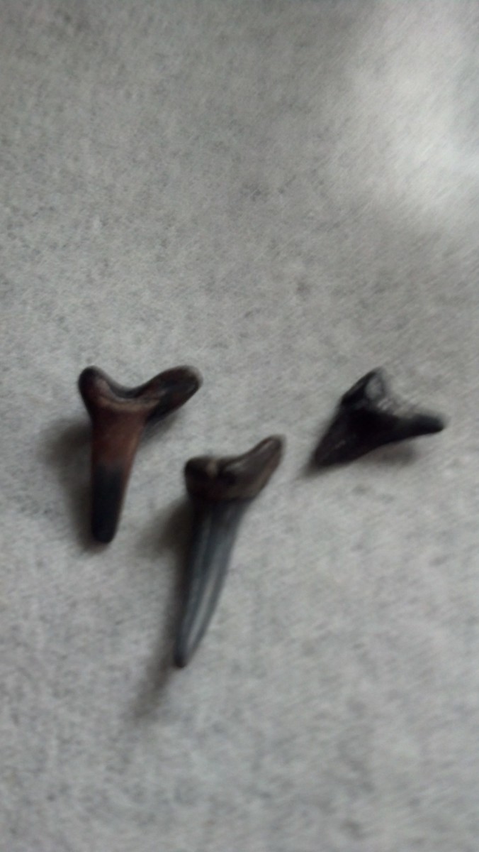 visit-a-venice-beach-in-florida-search-for-shark-teeth-and-shells