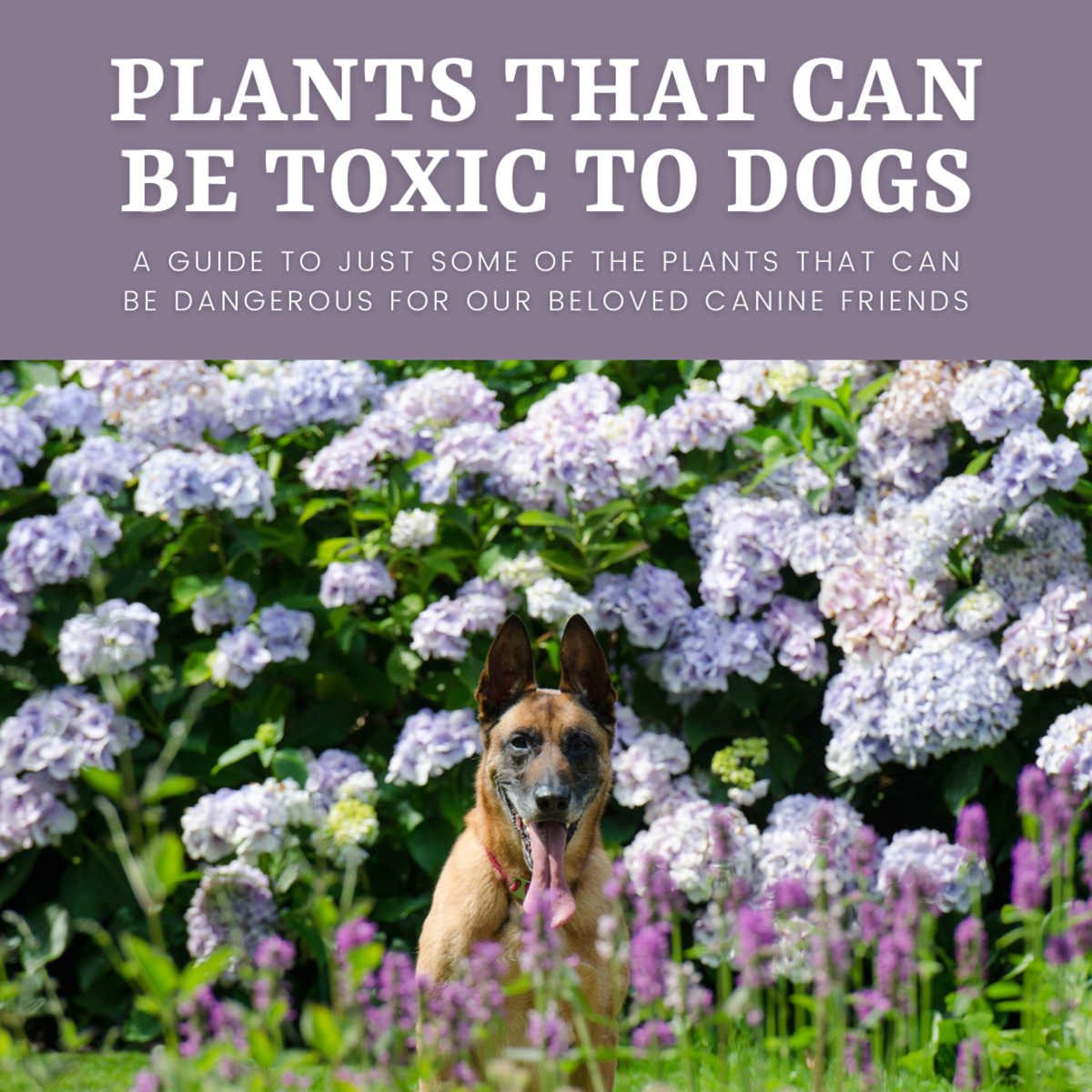 What Garden Plants Are Poisonous To Dogs