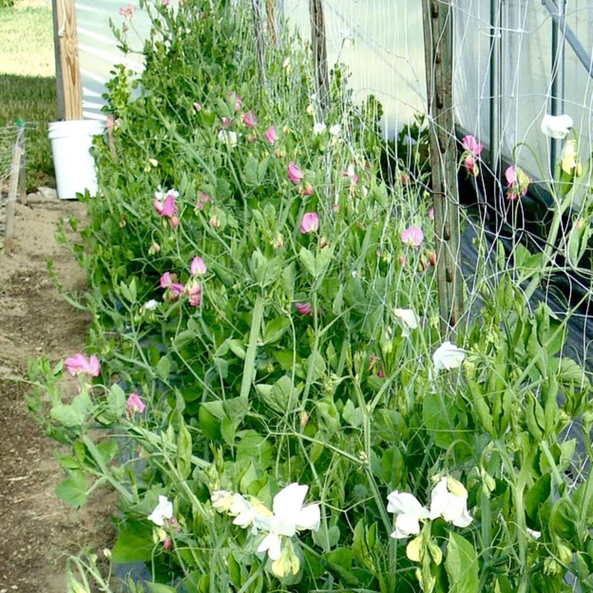 Trellises for peas and sweet peas can be simply made from stakes and thick twine. You can also use chicken wire or fencing wire, but the easiest support to make is firmly attached twine.
