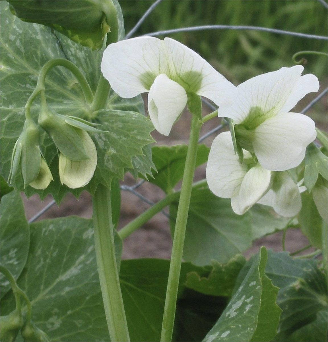 Peas start producing pods that ripen quickly soon after they bloom. The flowers of most varieties are white, but some can be pink, red, or even purple and white.