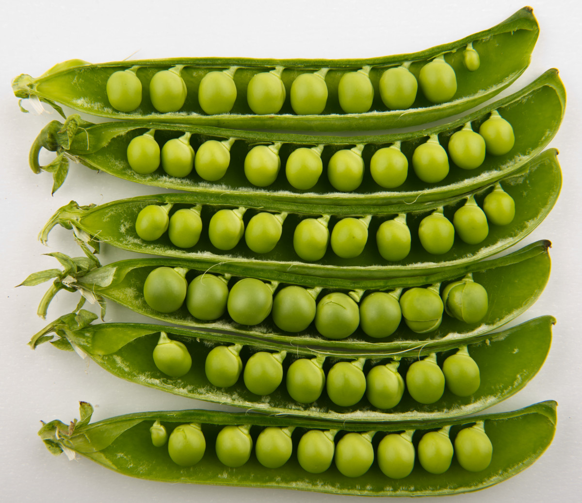 I still prefer the taste of homegrown peas to this day!