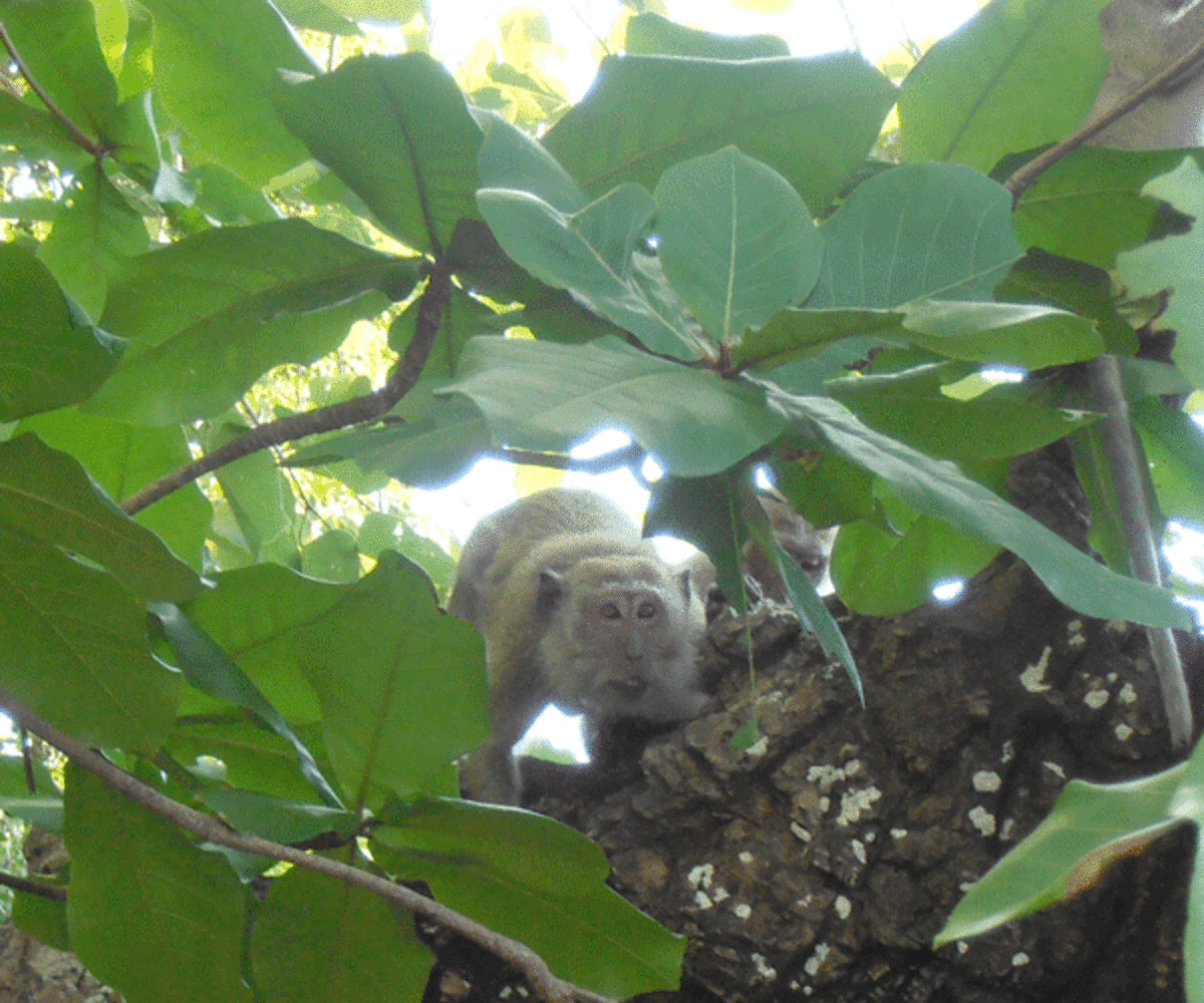 Alarmed monkey. Soon after spotting me, this adult started giving alarm calls and the nearby babies scrambled to higher ground.