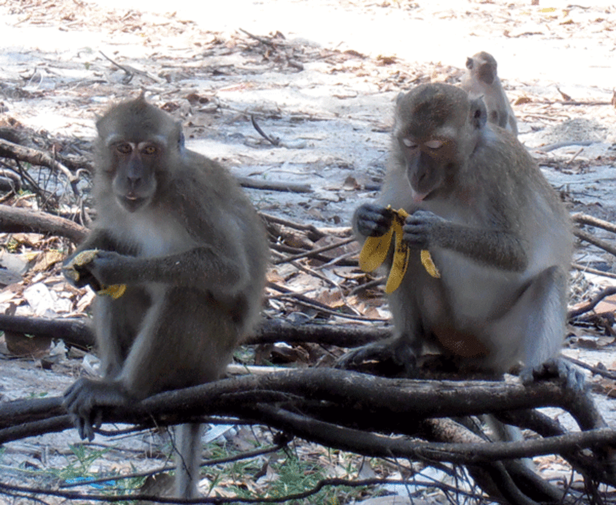 Monkeys eating stolen bananas.