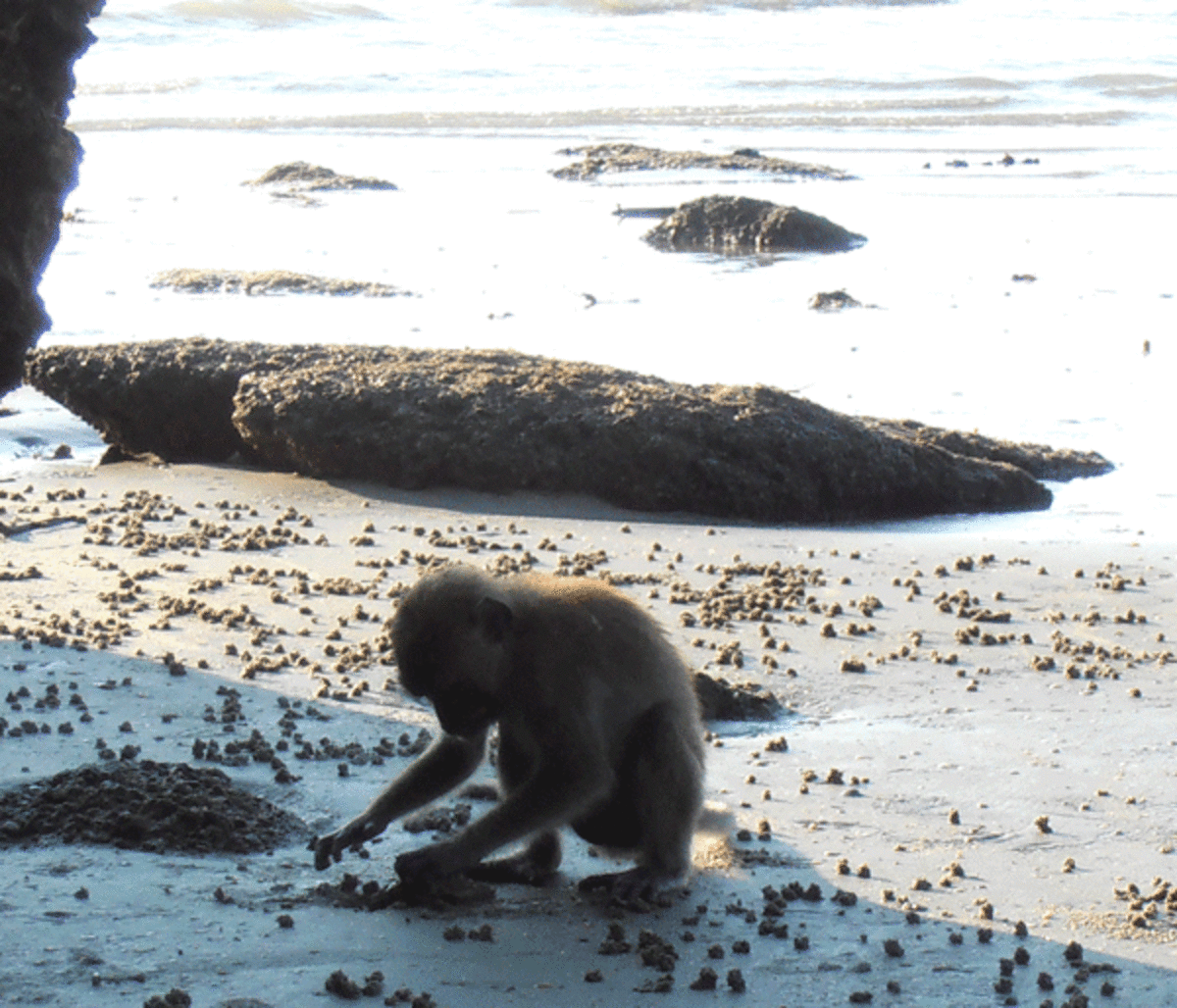 Young monkey learning to find crabs