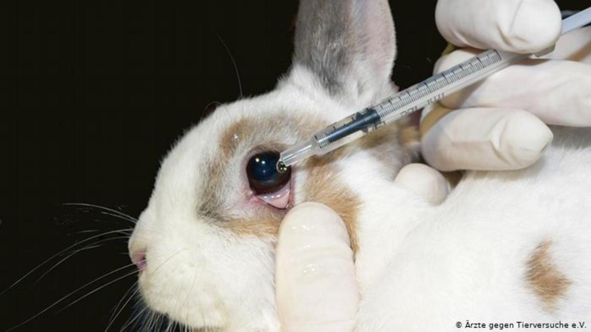 Everything I Learned About Animal Testing Is killing The Animals!