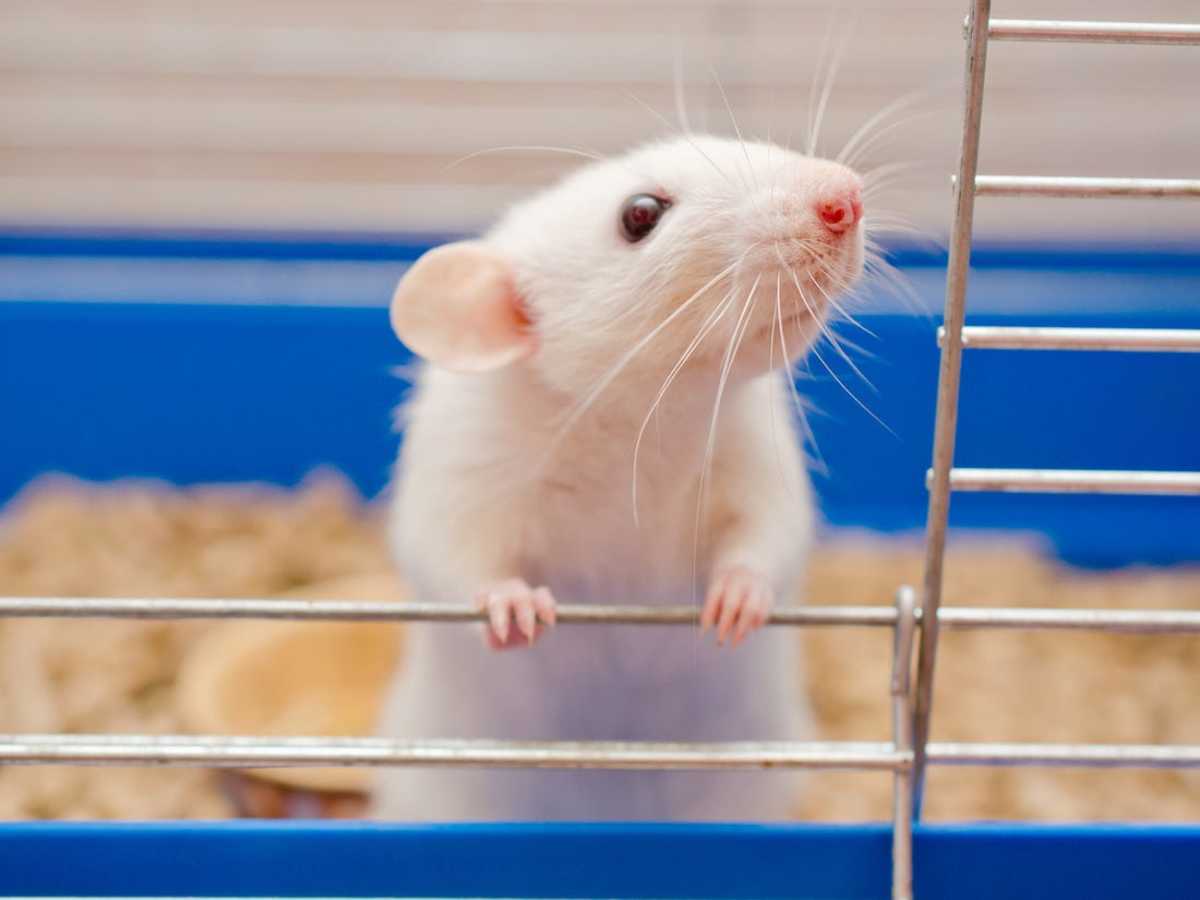 animal-testing-and-the-pain-it-causes-to-the-animals