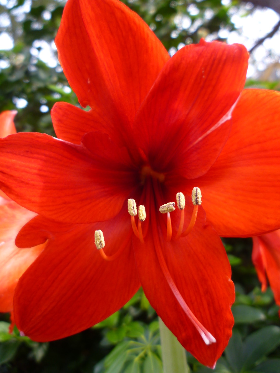 Let's brighten lives as this cheery-looking amaryllis flower does!