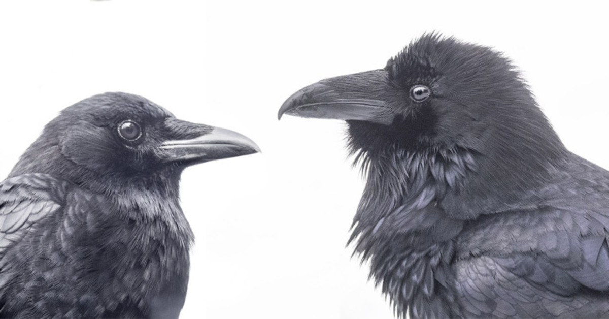 Ravens, Magpies, And Crows: The Smartest Birds - PetHelpful