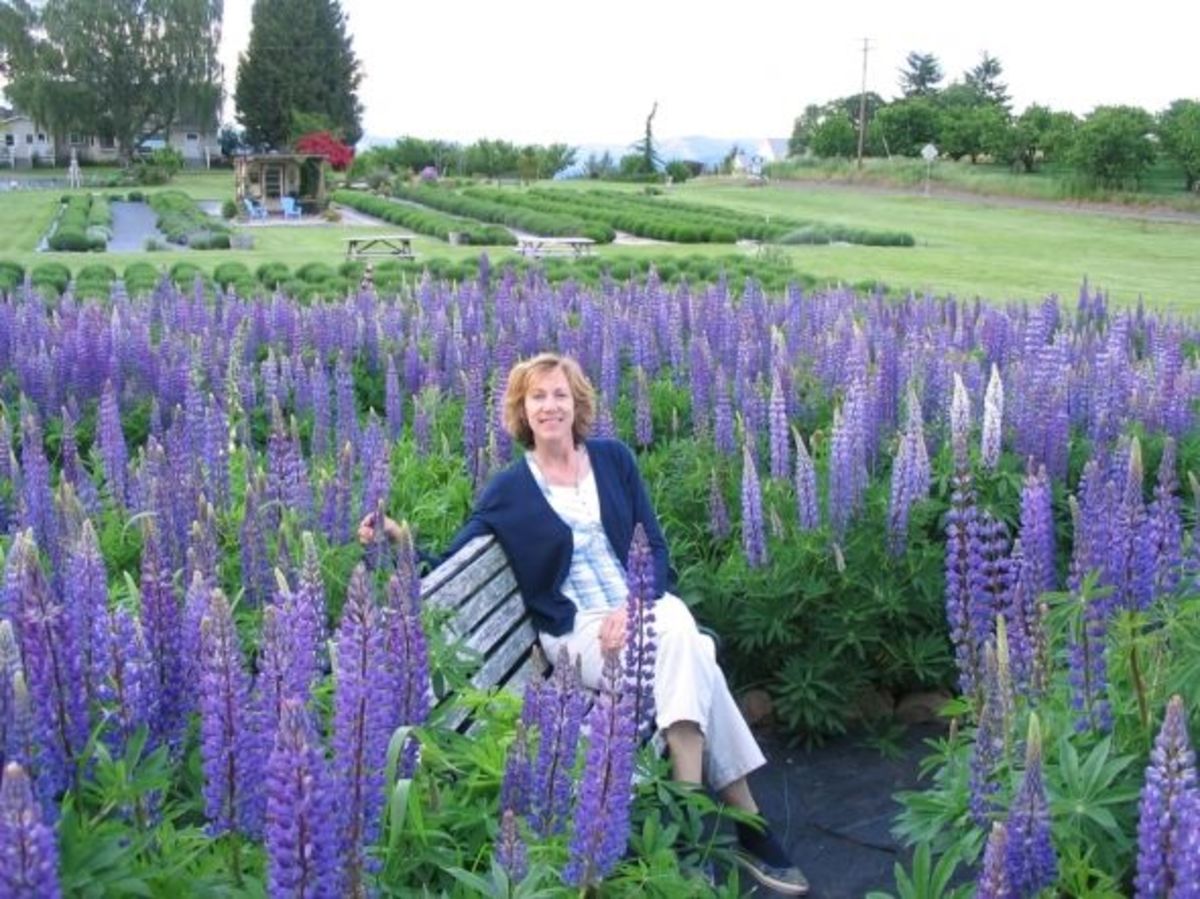 Photo google images by lavenderfarms.net
