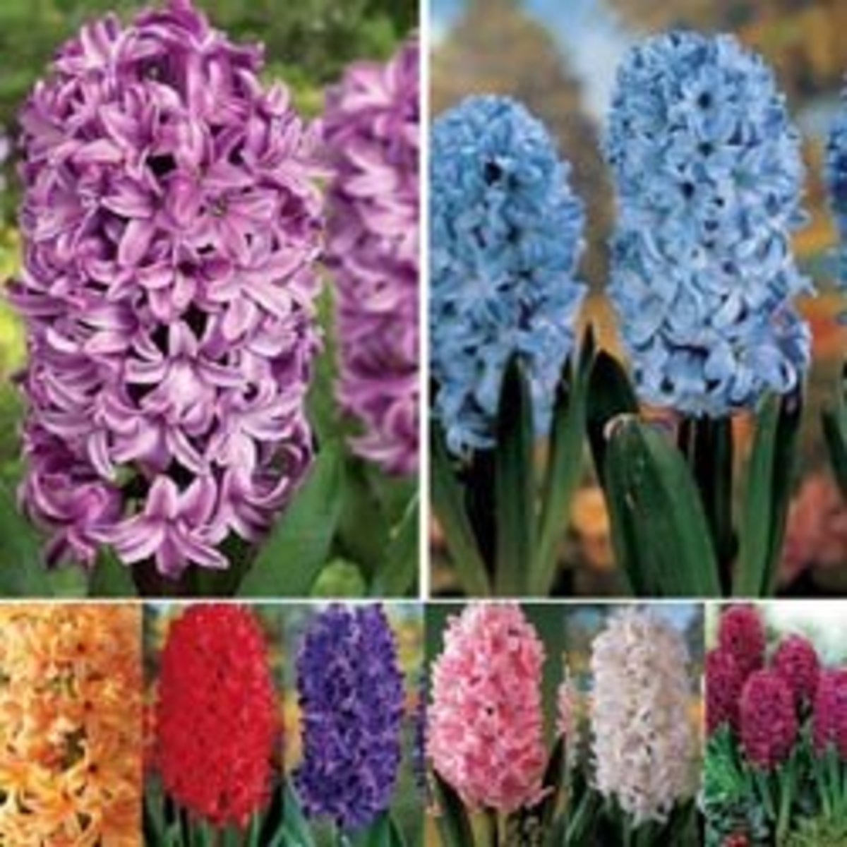 Available from Amazon: Fragrant Hyacinth Collection Specialty Bulbs By Van Bourgondien 87723-52