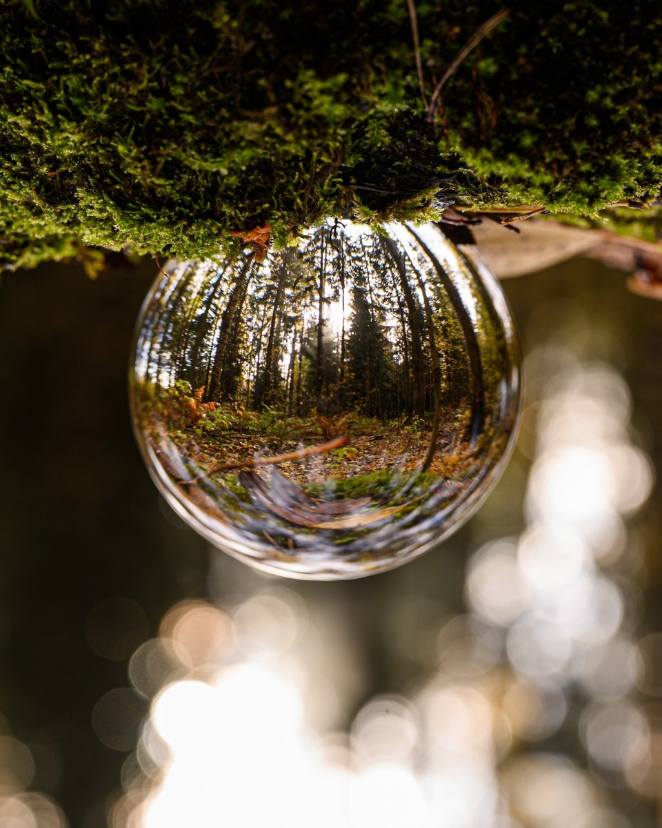 Glass Ball Forest Up Down Nature Reflection