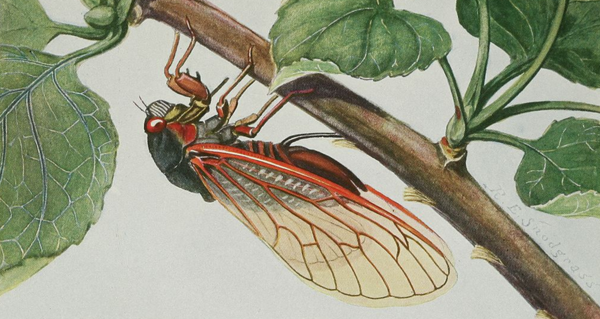 brood-x-cicada-facts