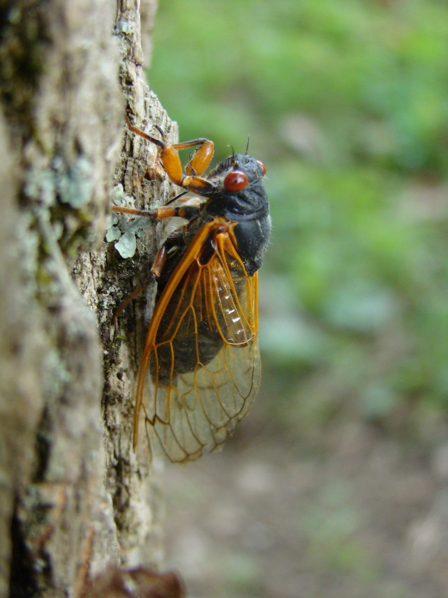 Brood X Cicadas What You Need to Know Owlcation