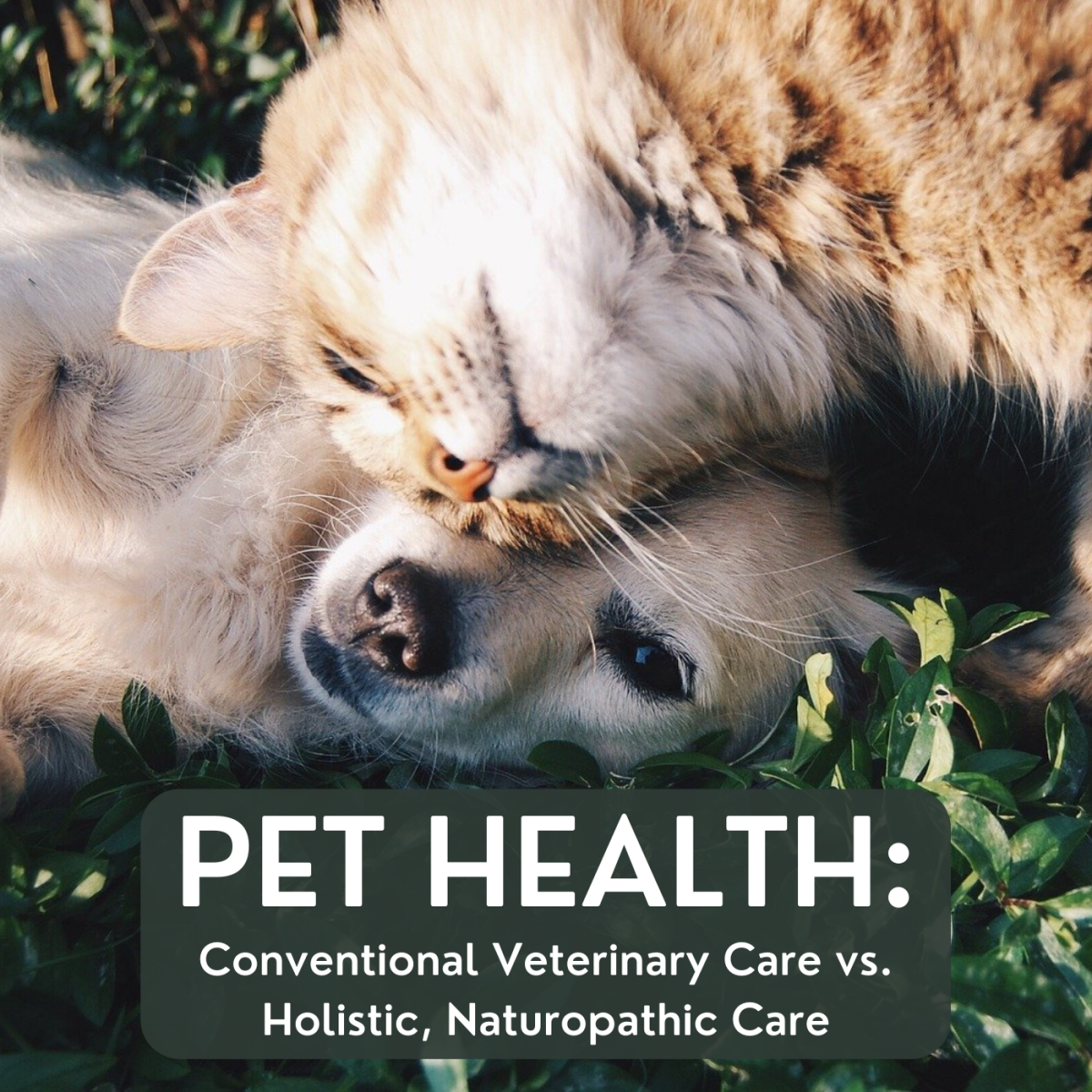 Compare conventional veterinary medicine with holistic, naturopathic practices.