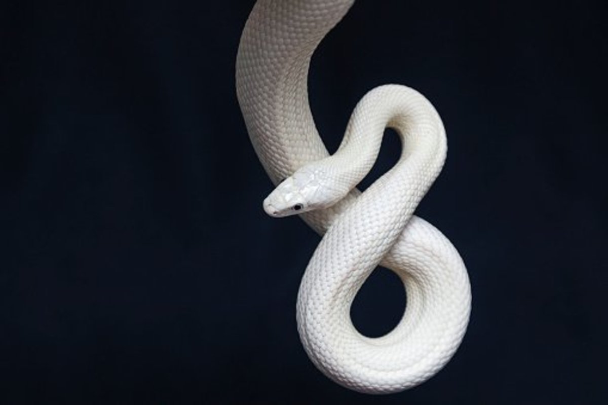 Encountering a white snake can mean you are a pure soul destined to live a blessed life. 