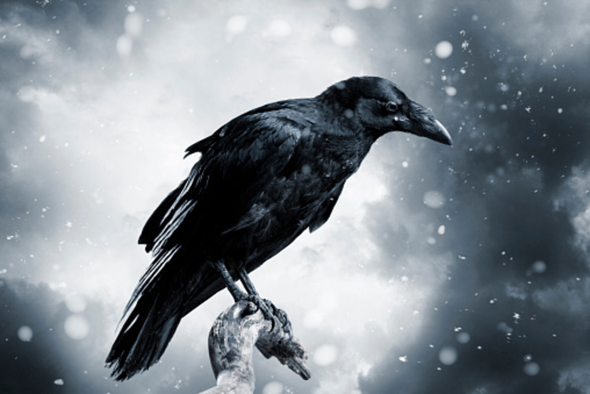 The mysterious appearance of black crows has made them a mainstay in lore. 