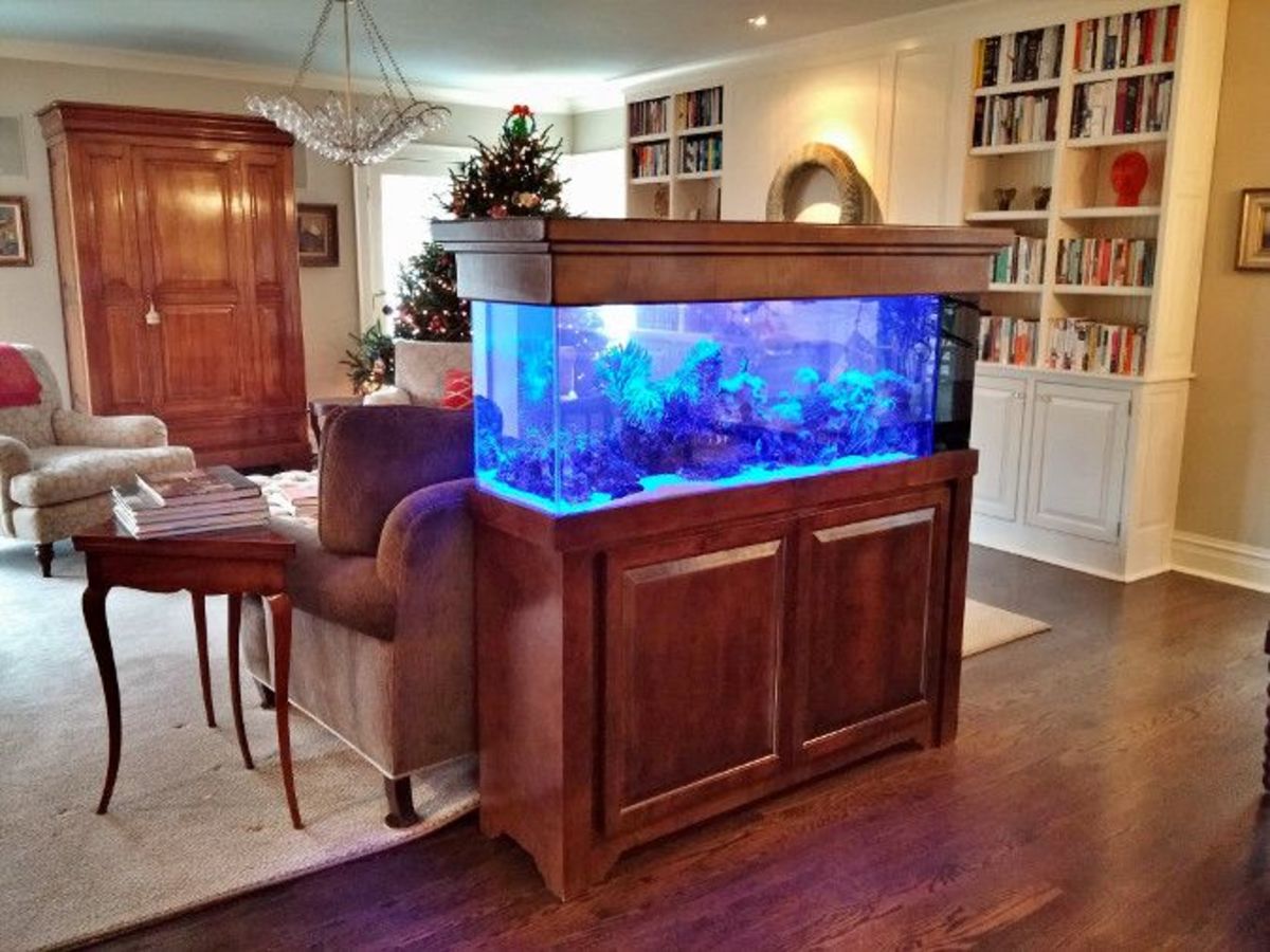 how-to-have-a-home-aquarium