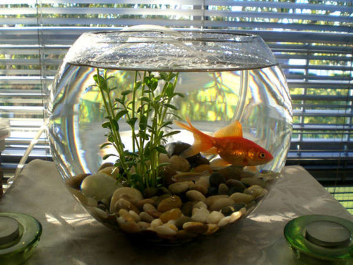 how-to-have-a-home-aquarium