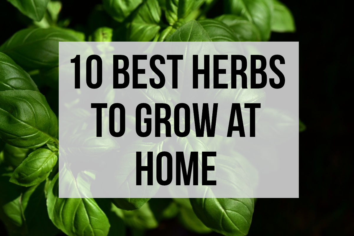 For my 10 best herbs to grow at home, please read on...