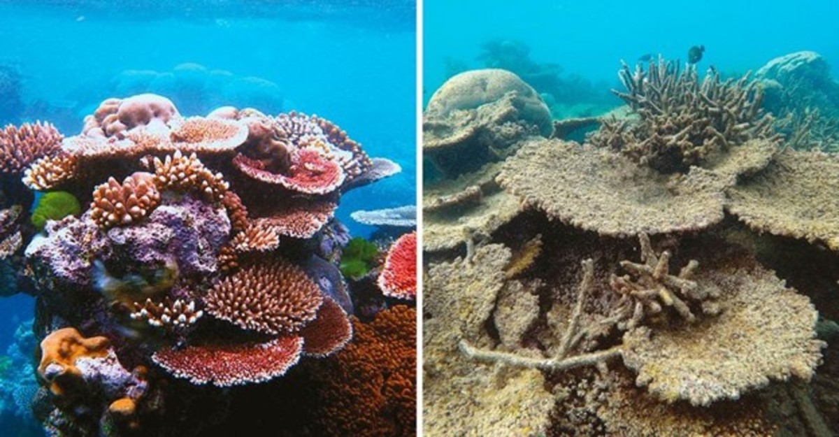 Here's an example of what coral bleaching looks like in the Great Barrier Reef. This is due to a variety of factors including non-reef-safe sunscreen usage, climate change, and ocean acidification.