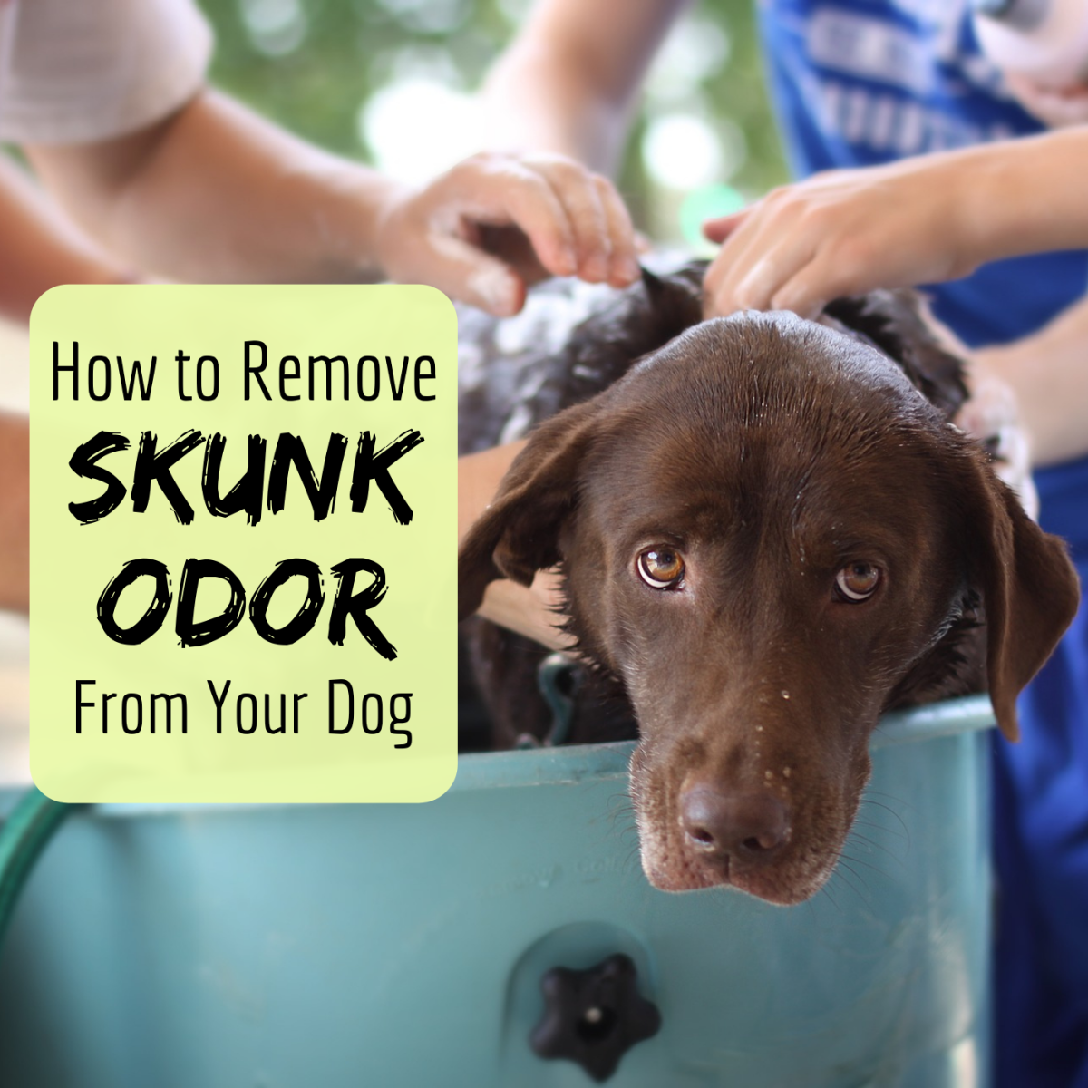 How to Remove the Skunk Odor From a Dog