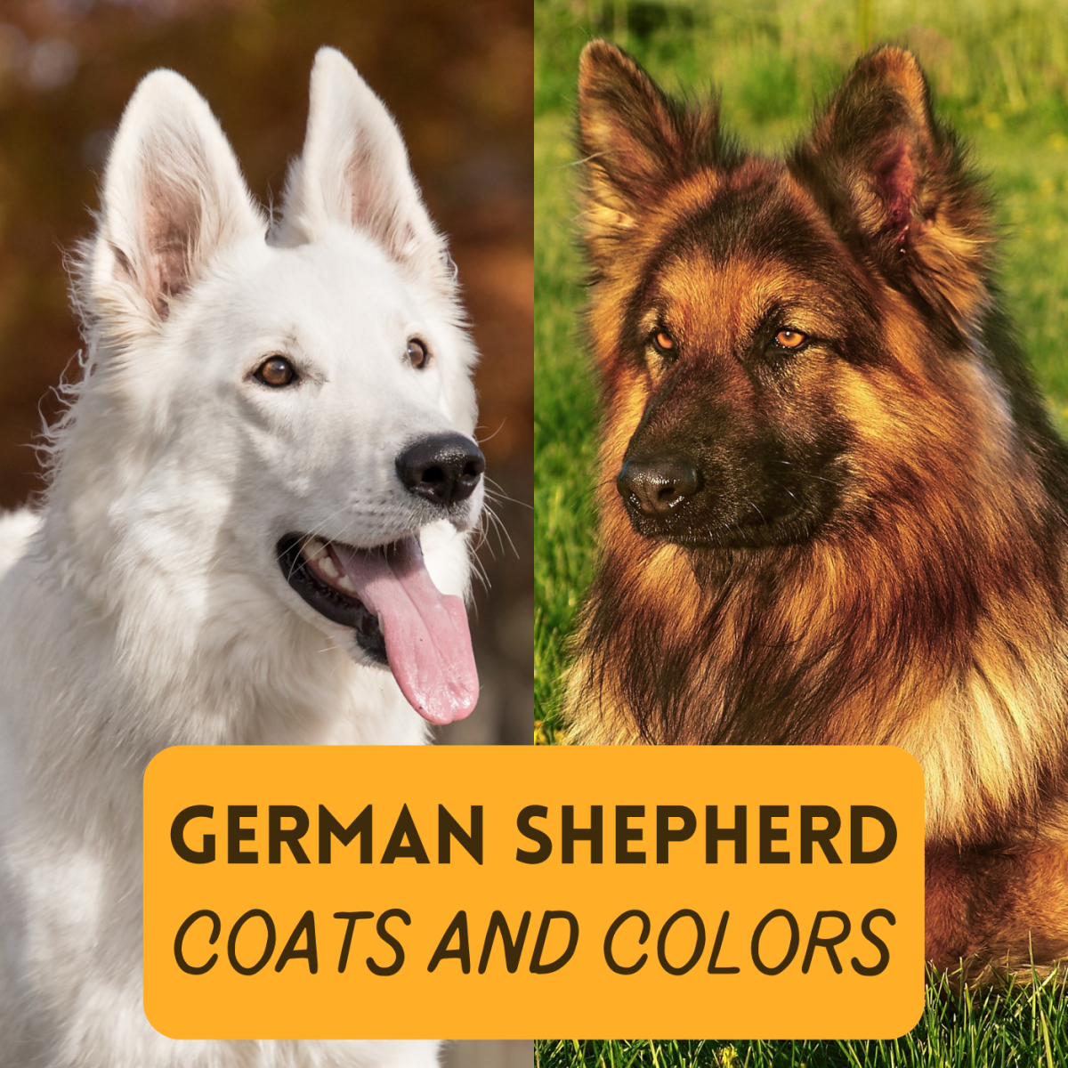 German Shepherd Coat And Color Varieties PetHelpful