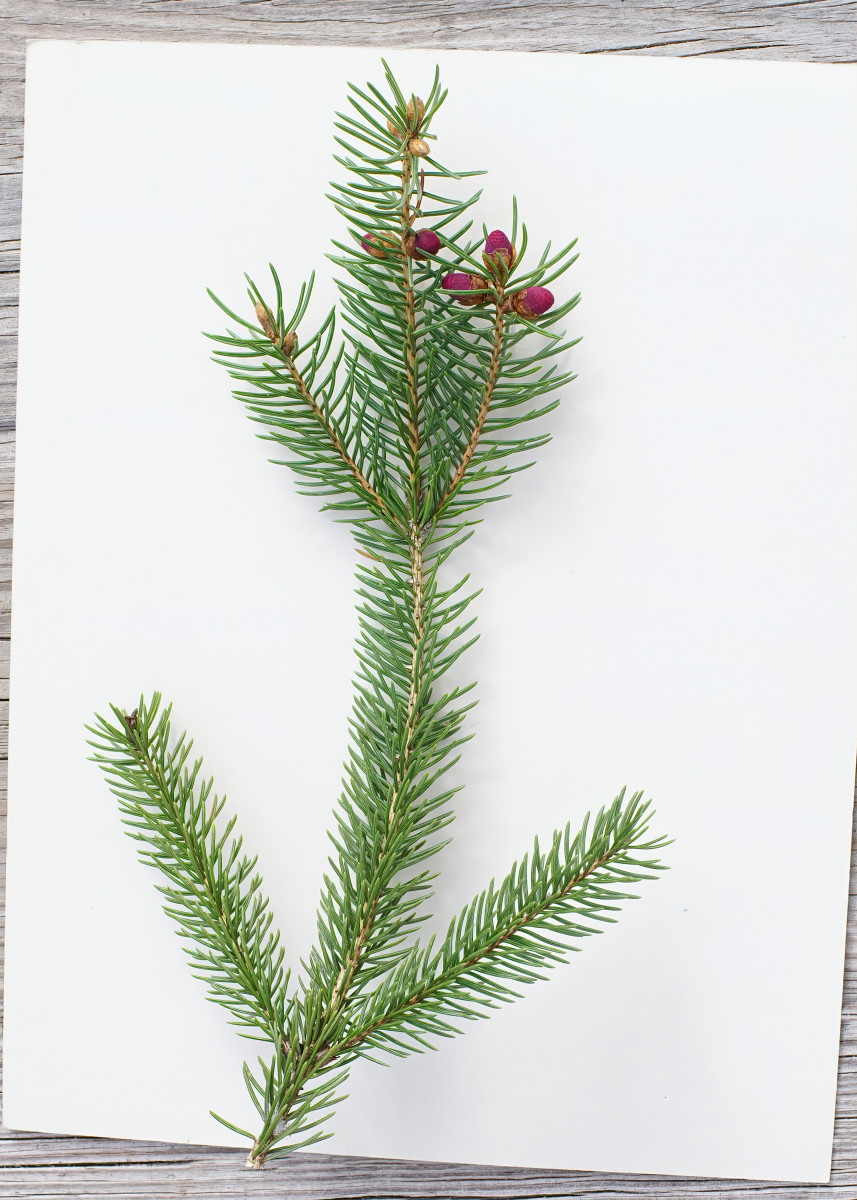White Spruce branchlet and needles