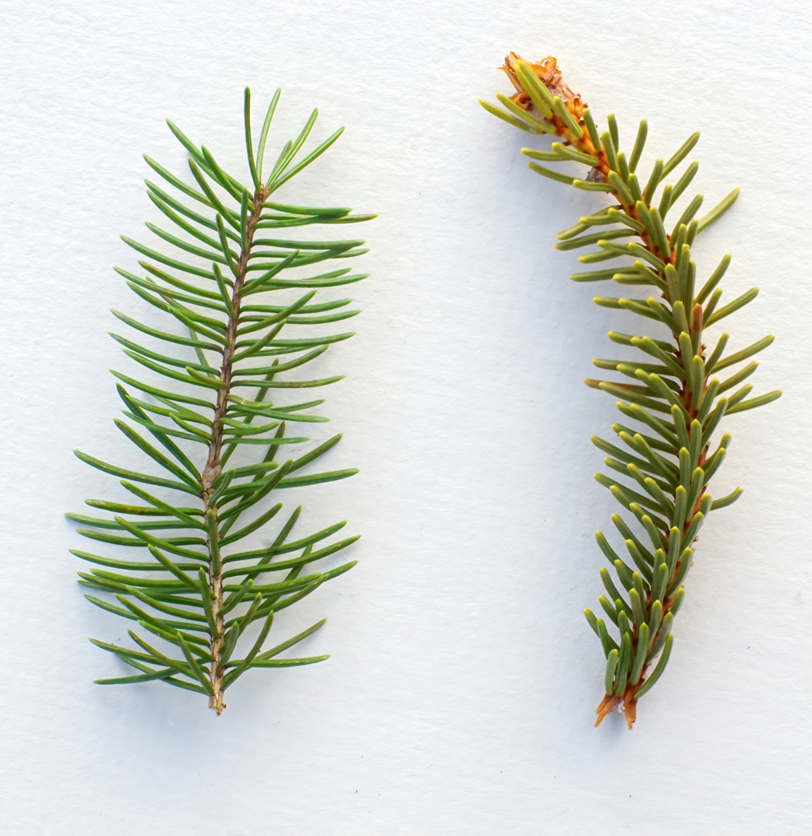 L: White Spruce needles R: Black Spruce needles