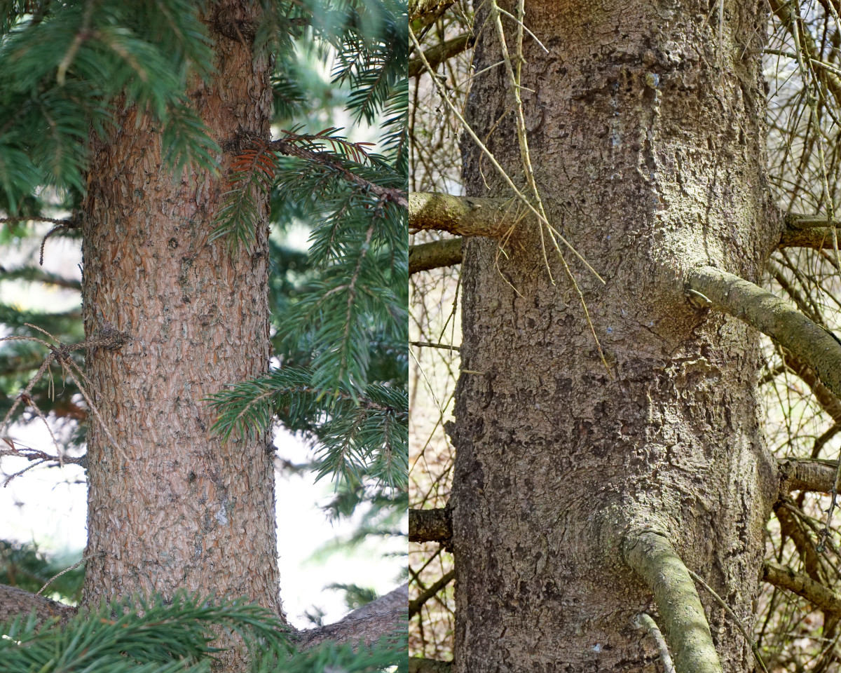 White Spruce bark -- L: Young R: Mature