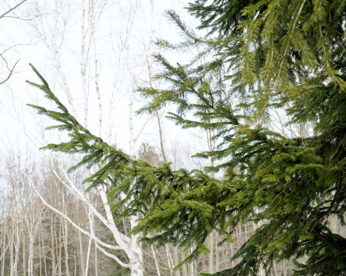 4 Most Common Spruce Trees of Michigan Owlcation