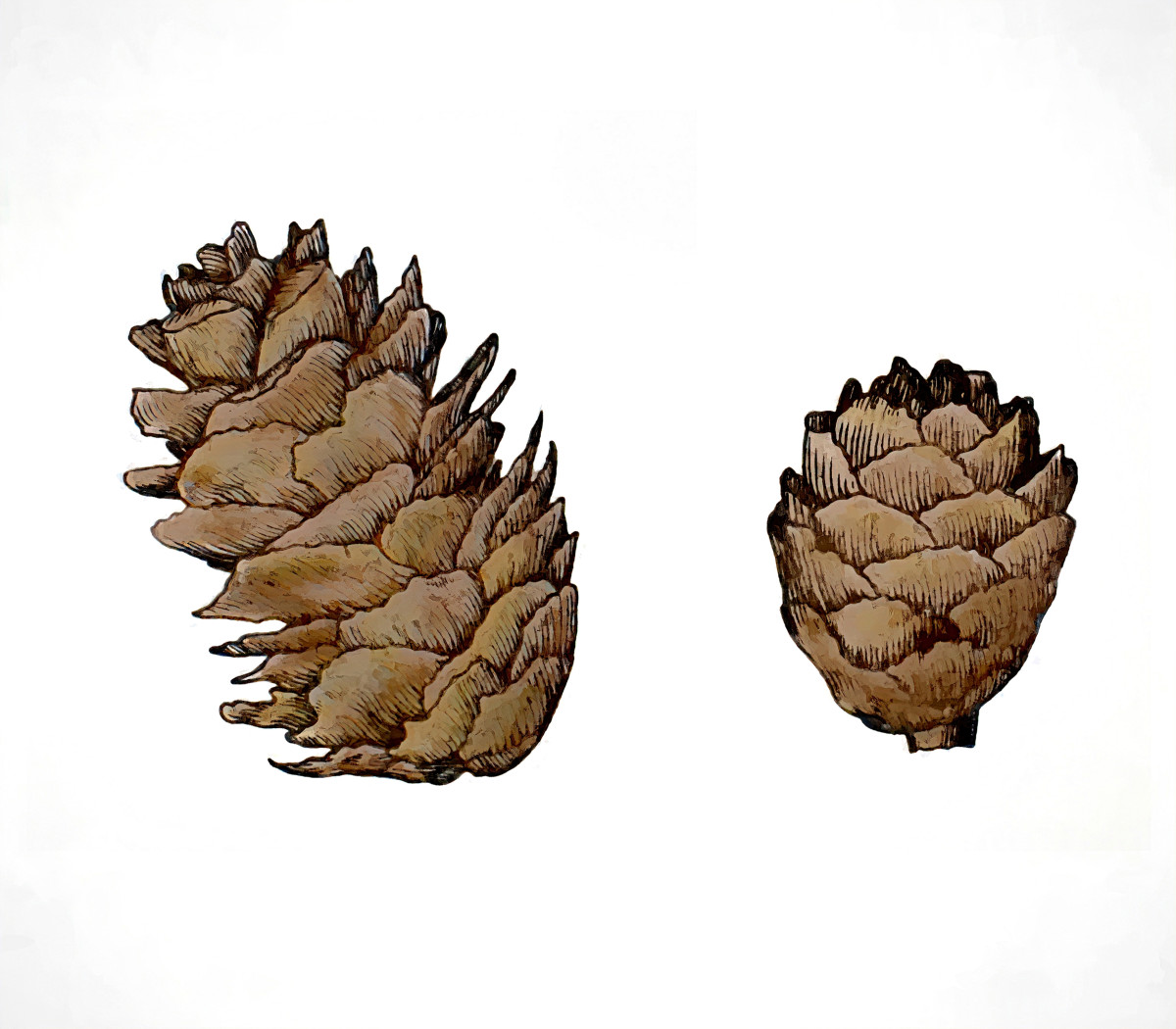 Black Spruce cones