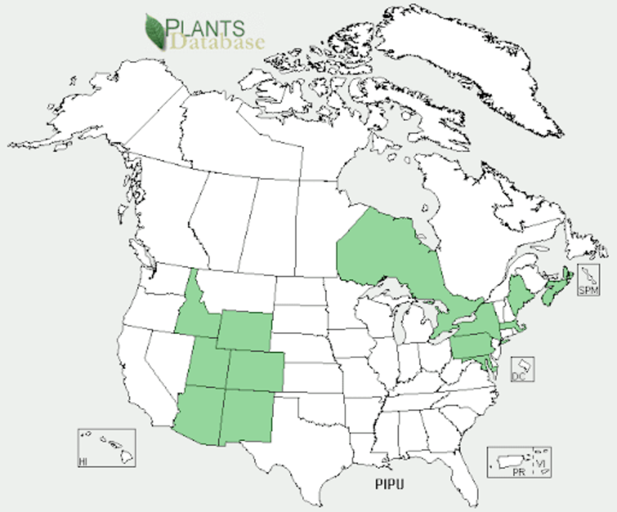 Blue Spruce USDA natural range