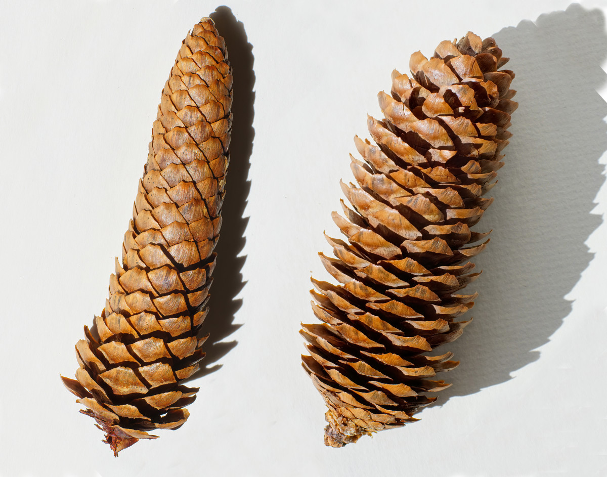 Norway Spruce seed cones (closed and open)