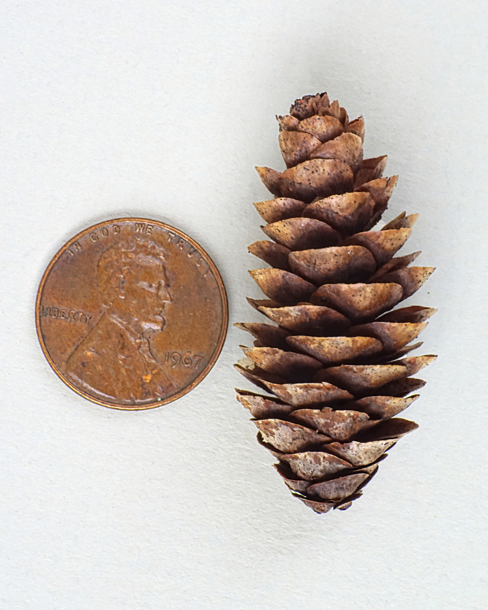 White Spruce needle cone