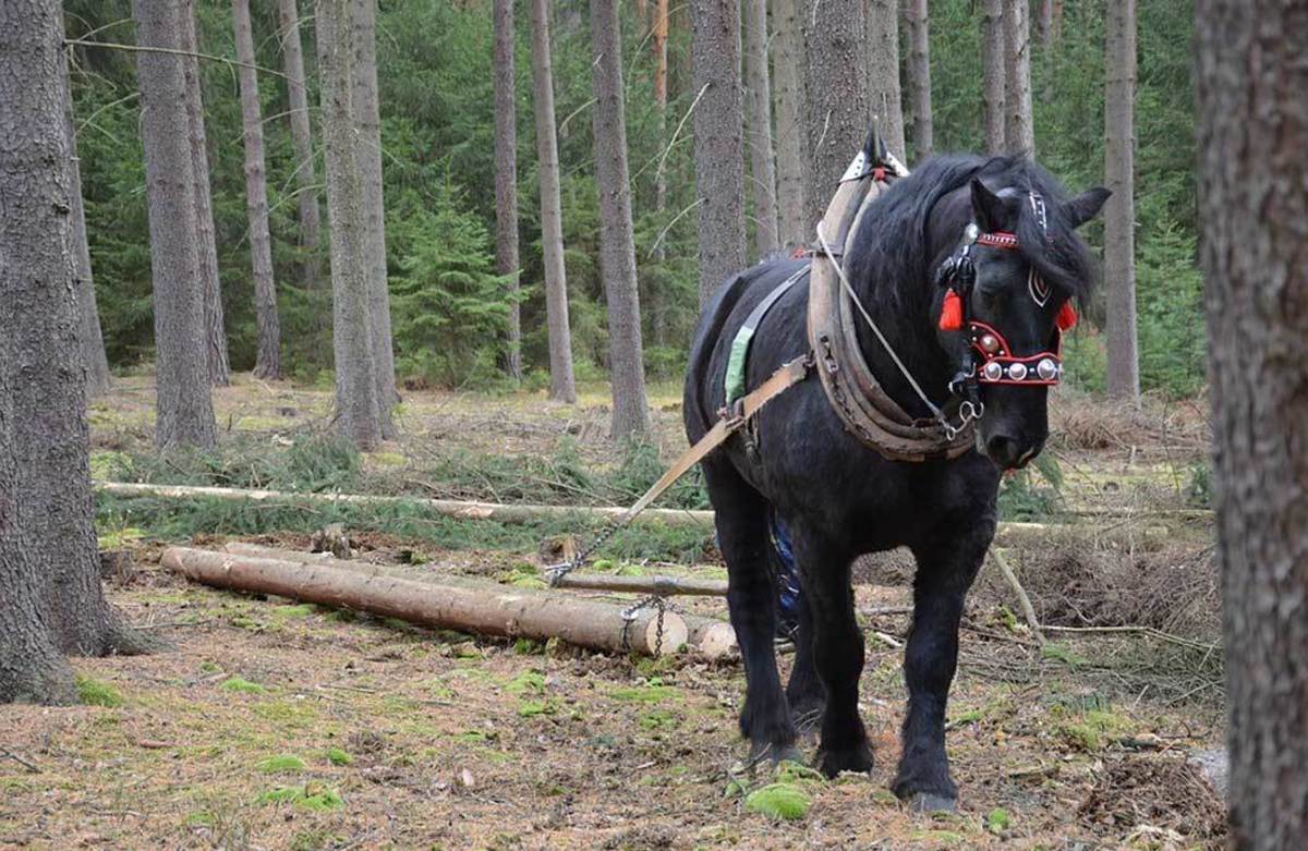 In the early days of logging, this is how the logs were brought from the woods.