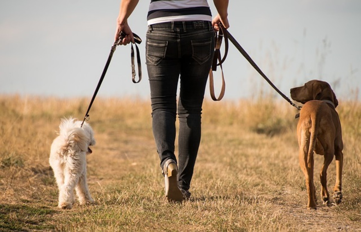 Leash To Walk 2 Dogs Online Www danzhao cc