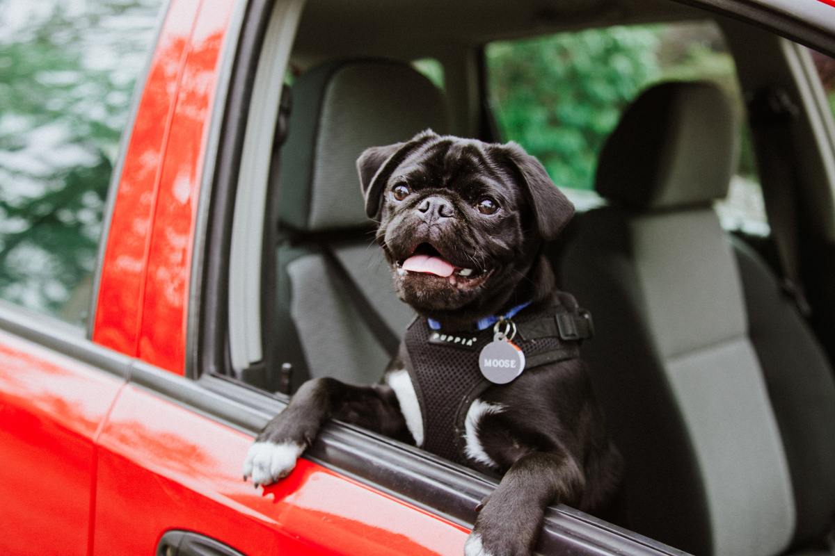 Yes, it's possible to teach your hesitant dog to jump up into your car or truck!