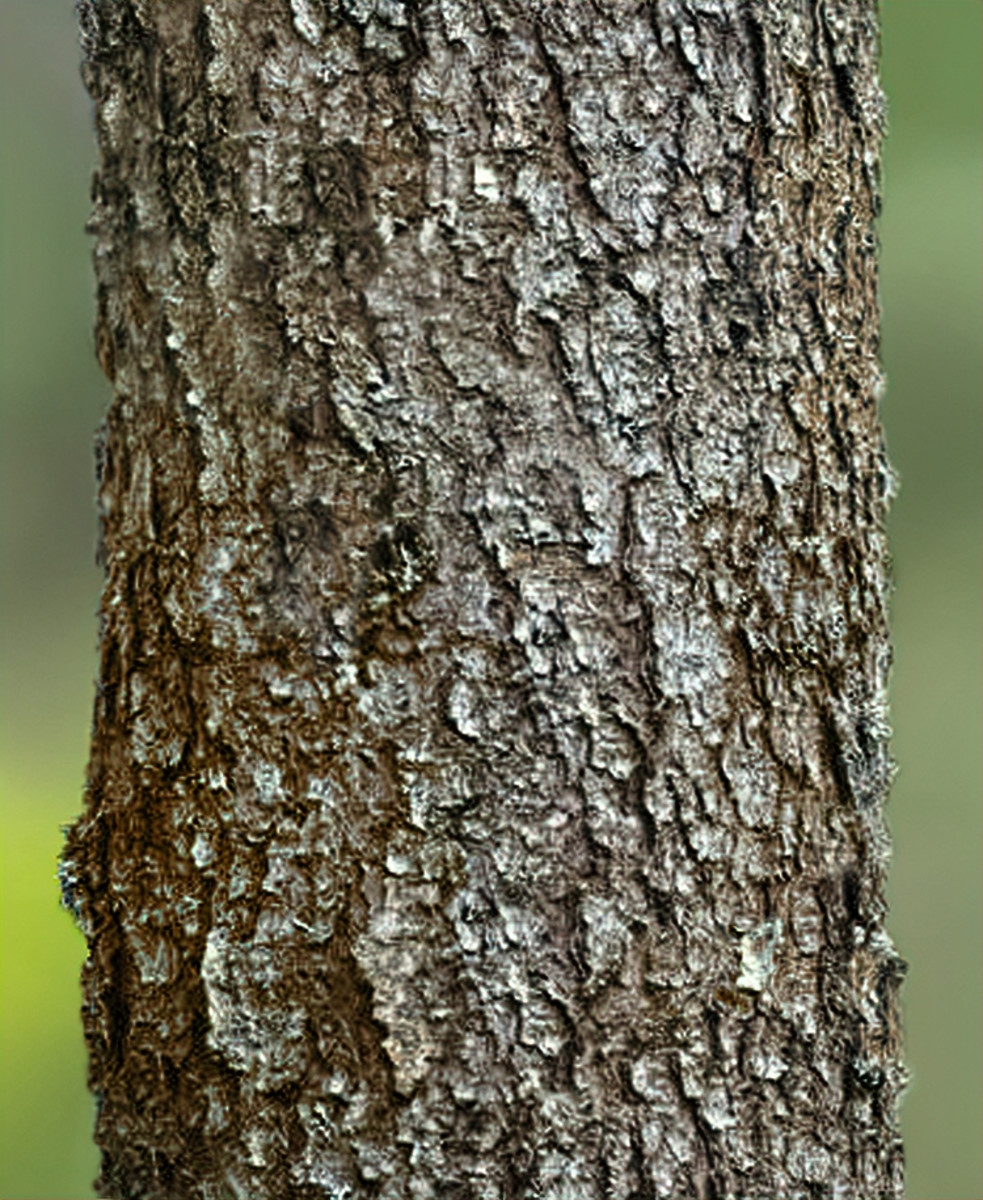Black Spruce tree bark