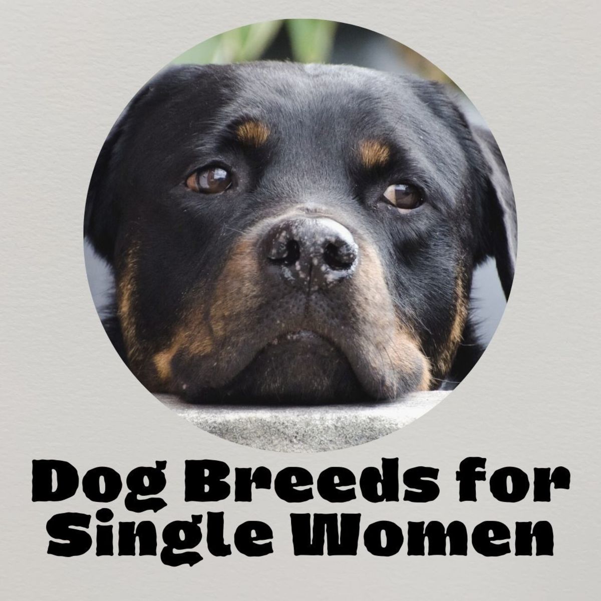 Rottweilers are loyal and eager to guard and protect—perfect for a single woman living alone.