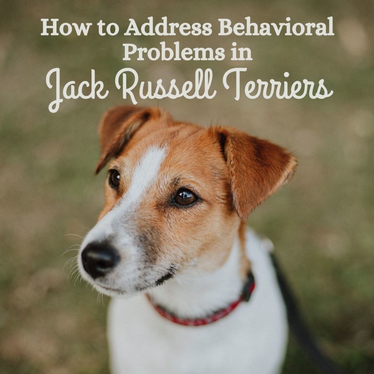 How to fix common Jack Russell Terrier behavioral issues.